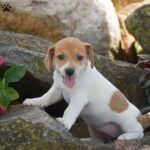 DSC_0642.jpeg1751051889-600x600