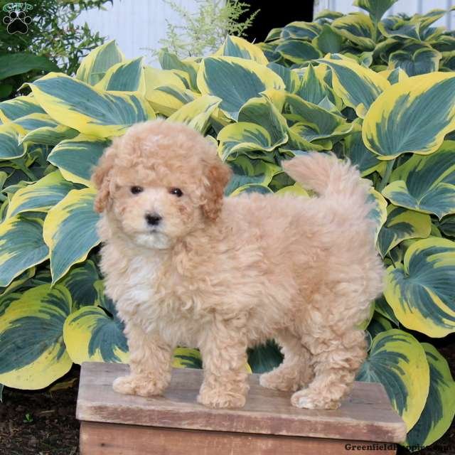 Honey - F (1).JPG1747922050