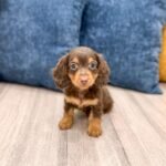 IMG_1395_jpg.JPG1752088943