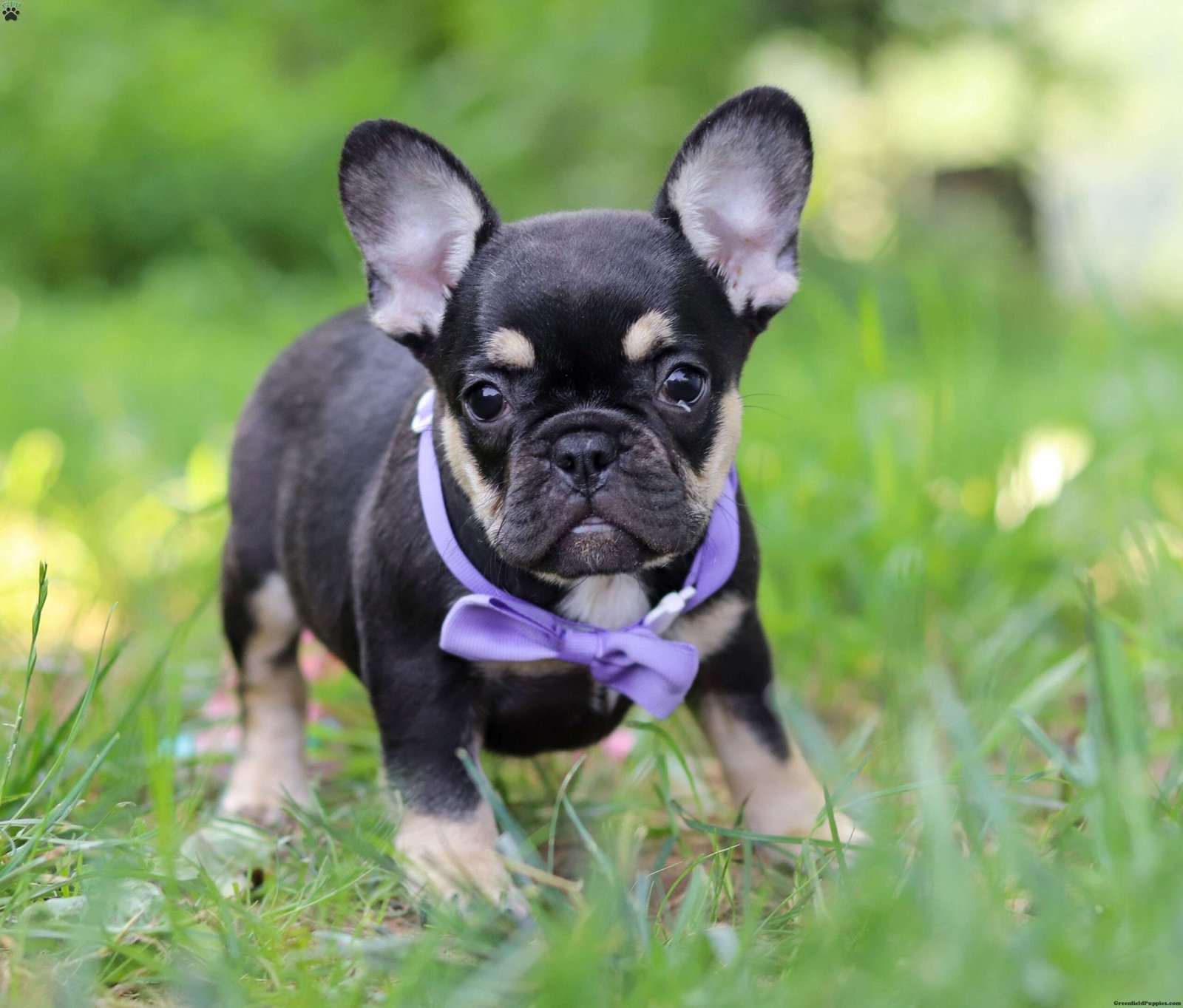 Violet-13.jpg1750945252